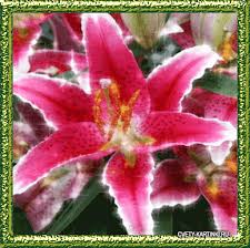 Открытки с розовыми лилиями скачать бесплатно. Открытки с розовыми лилиями ан...