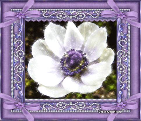 Открытки с анемонами скачать бесплатно. Открытки с анемонами онлайн.