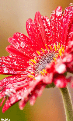 Открытки с росой на цветах скачать. Открытки с росой на цветах бесплатно.