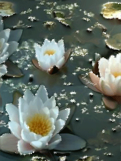 Открытки с водяными лилиями скачать бесплатно. Открытки с водяными лилиями он...