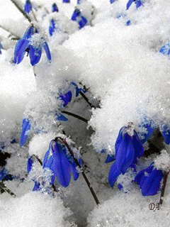 Открытки с пролесками скачать бесплатно. Открытки с пролесками онлайн.