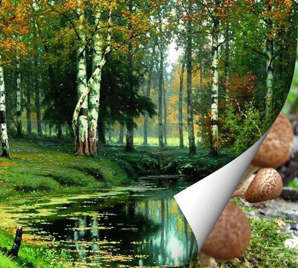 Открытки с лесными грибами скачать бесплатно. Открытки с грибами онлайн.