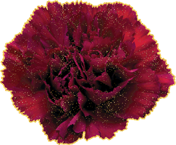 Открытки с гвоздиками скачать. Открытки с гвоздиками онлайн.