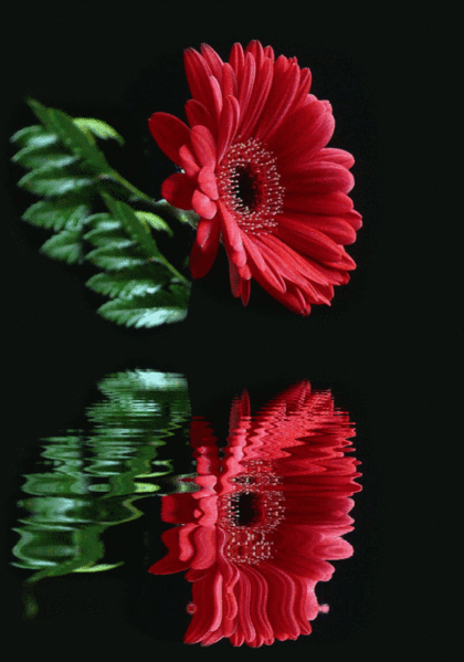 Открытки с герберами скачать бесплатно. Открытки с герберами gif.