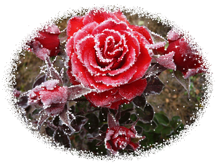 Открытки с инеем скачать бесплатно. Открытки с инеем gif.     