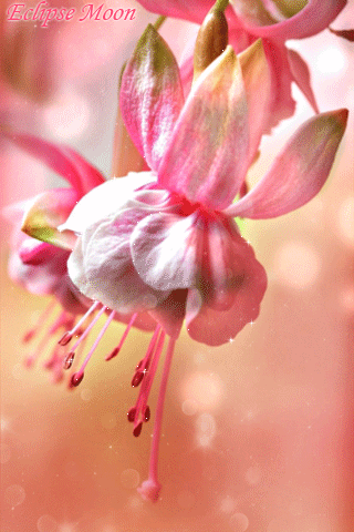 Анимационные открытки с фуксией. Открытки с фуксией скачать бесплатно.