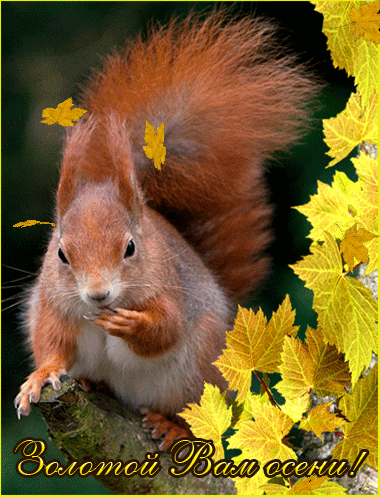 Открытки Золотая осень скачать бесплатно. Открытки Золотая осень gif.