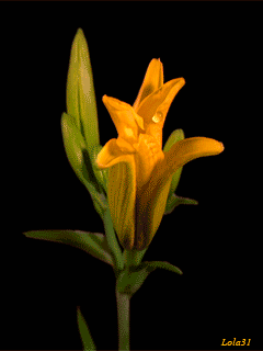 Открытки с желтыми лилиями gif. Открытки с желтыми лилиями скачать.