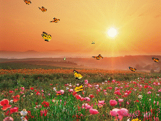 Открытки с цветочными полями с анимациями. Красивые открытки с цветами.