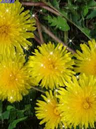 Открытки с желтыми одуванчиками скачать бесплатно. Открытки с желтыми одуванч...