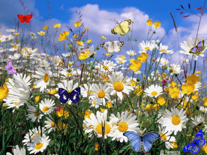 Открытки с ромашковым полем с анимациями. Открытки с ромашковым полем gif.