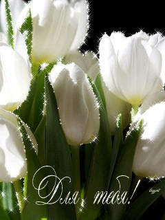 Открытки с белыми тюльпанами gif. Открытки с белыми тюльпанами скачать.