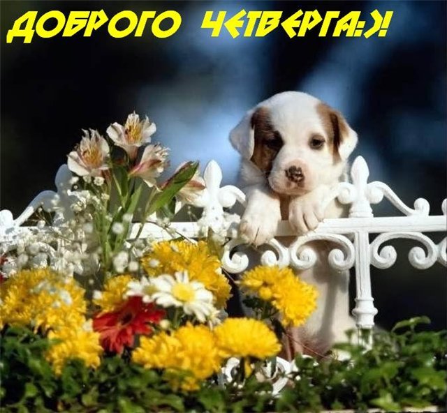 Привет четверг. Открытки с приколами и пожеланиями на четверг