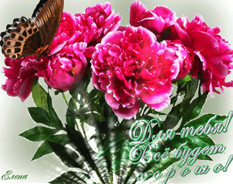 Открытки с пионами в саду скачать бесплатно. Открытки с пионами в саду онлайн.