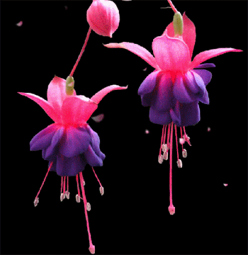 Анимационные открытки с фуксией. Открытки с фуксией скачать бесплатно.