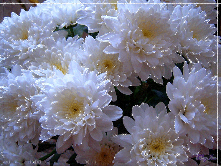Открытки с белыми хризантемами анимационные. Открытки с белыми хризантемами gif.