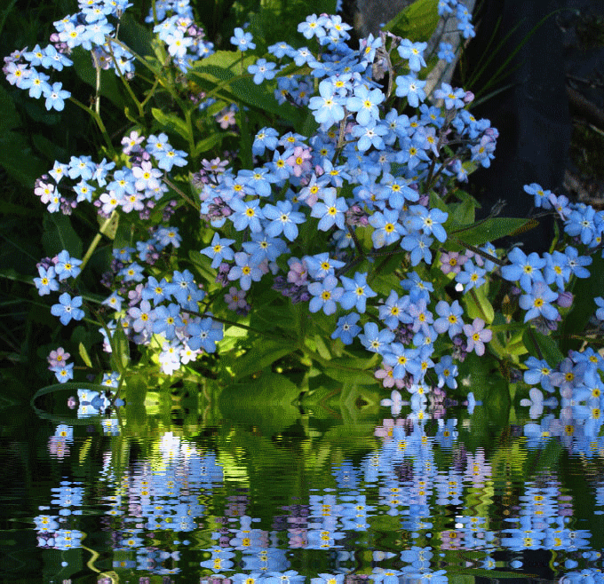 Открытки с незабудками бесплатно. Открытки с незабудками анимационные.