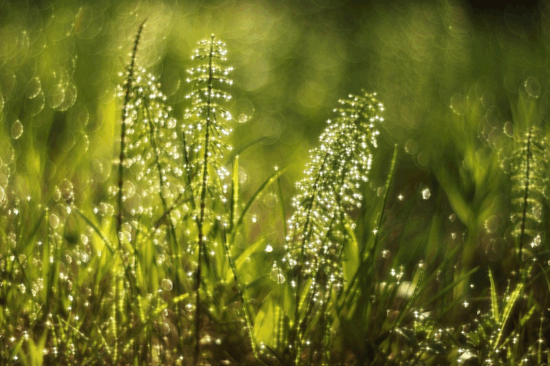 Открытки с росой на цветах скачать. Открытки с росой на цветах бесплатно.