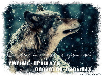 Анимационные открытки с волками. Скачать открытки с волками gif.