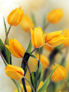 Открытки с желтыми тюльпанами красивые. Открытки с желтыми тюльпанами с анима...