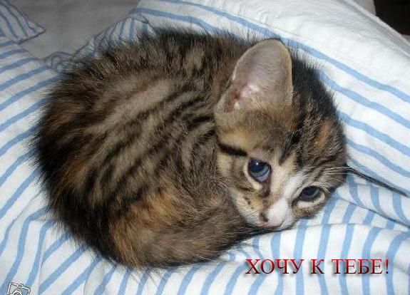 Открытки хочу к тебе gif. Анимационные открытки хочу к тебе.