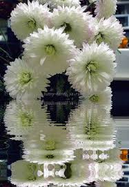 Открытки с белыми хризантемами анимационные. Открытки с белыми хризантемами gif.