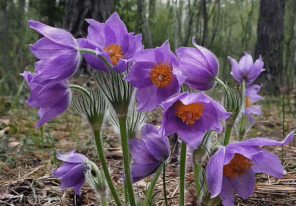Открытки с прострелами скачать бесплатно. Открытки с прострелами gif.