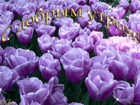 Открытки с фиолетовыми тюльпанами скачать бесплатно. Открытки с фиолетовыми т...