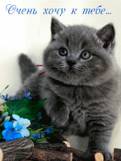 Открытки хочу к тебе gif. Анимационные открытки хочу к тебе.
