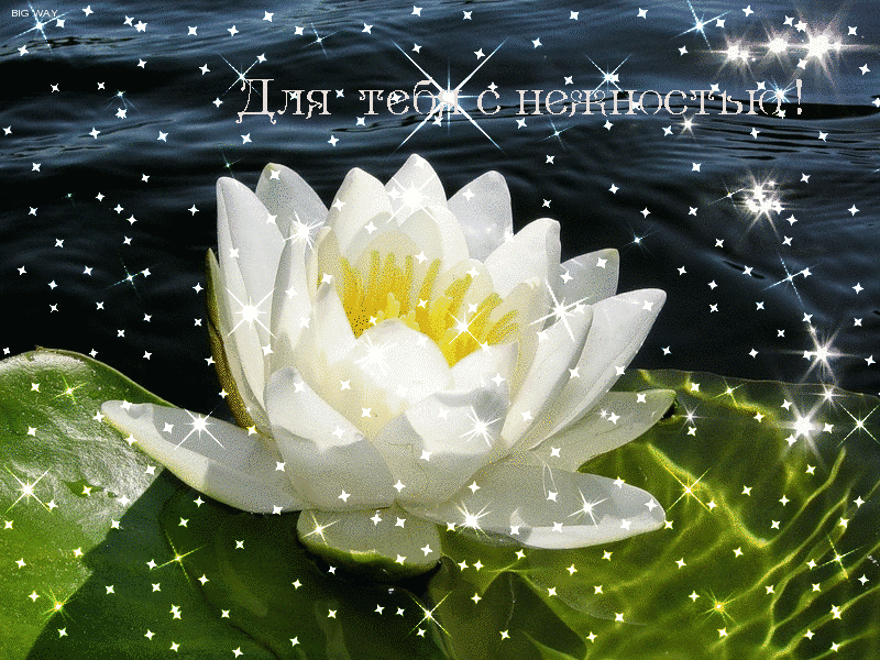 Открытки с водяными лилиями скачать бесплатно. Открытки с водяными лилиями он...