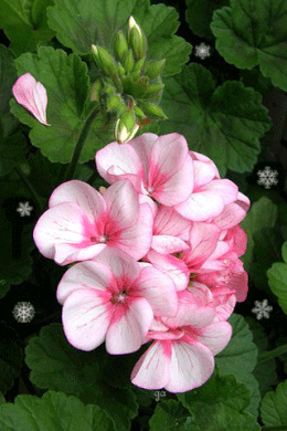 Открытки с геранью скачать бесплатно. Открытки с геранью онлайн.