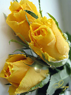 Открытки с желтыми розами скачать. Анимационные открытки с желтыми розами.