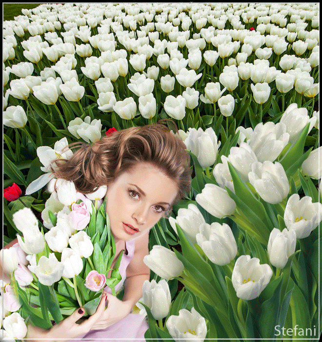 Открытки с белыми тюльпанами gif. Открытки с белыми тюльпанами скачать.