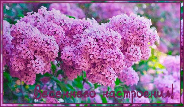 Открытки с розовой сиренью скачать бесплатно. Открытки с розовой сиренью онлайн.