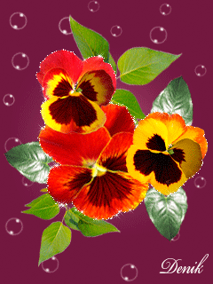 Открытки с разноцветными анютиными глазками скачать бесплатно.