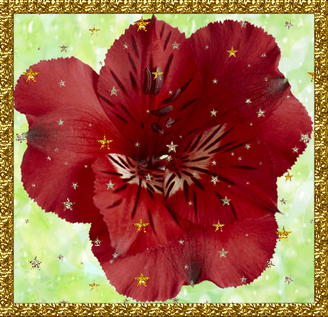 Открытки с альстромериями анимационные. Открытки с альстромериями скачать.