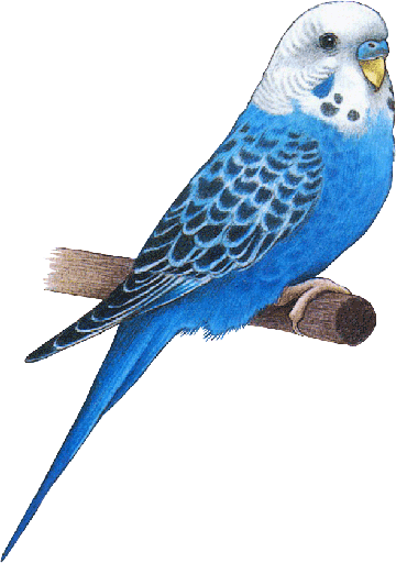 Открытки с попугаями скачать. Открытки с попугаями бесплатно.