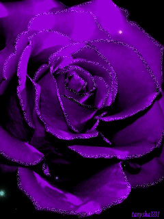 Открытки с фиолетовыми розами скачать бесплатно. Открытки с фиолетовыми розами онлайн.