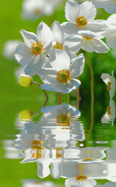 Открытки с белыми нарциссами скачать бесплатно. Открытки с белыми нарциссами ...