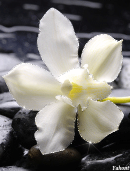 Открытки с белыми орхидеями скачать. Открытки с белыми орхидеями бесплатно он...