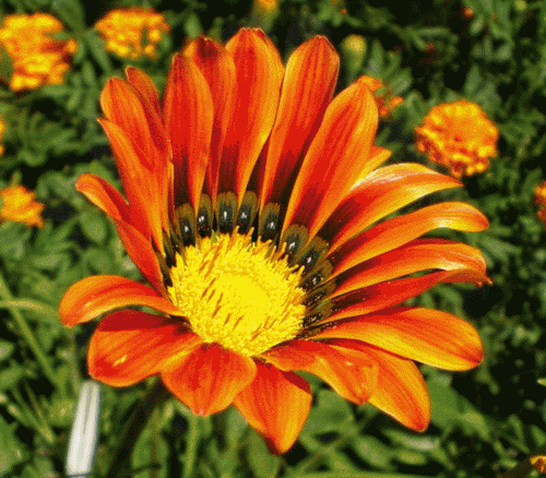 Открытки с гацаниями скачать бесплатно. Открытки с гацаниями онлайн.