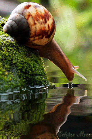 Открытки с улитками скачать бесплатно. Открытки с улитками онлайн.