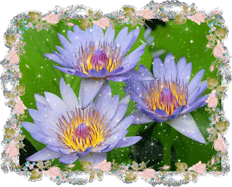 Открытки с водяными лилиями скачать бесплатно. Открытки с водяными лилиями он...