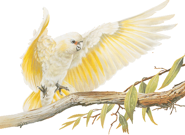 Открытки с попугаями скачать. Открытки с попугаями бесплатно.