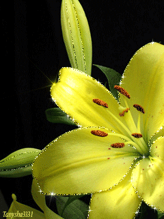 Открытки с желтыми лилиями gif. Открытки с желтыми лилиями скачать.