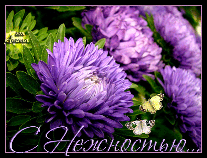 Открытки с астрами скачать бесплатно. Открытки с астрами онлайн.