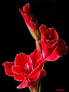 Открытки с гладиолусами скачать бесплатно. Открытки с гладиолусами анимационные.