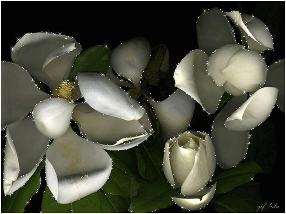 Открытки с цветами жасмина скачать. Открытки с цветами жасмина анимационные.