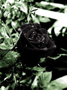 Открытки с черными розами скачать бесплатно. Открытки с черными розами gif.