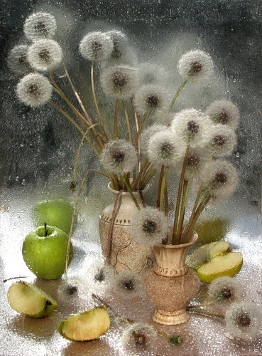 Открытки с белыми одуванчиками gif. Скачать открытки с белыми одуванчиками.